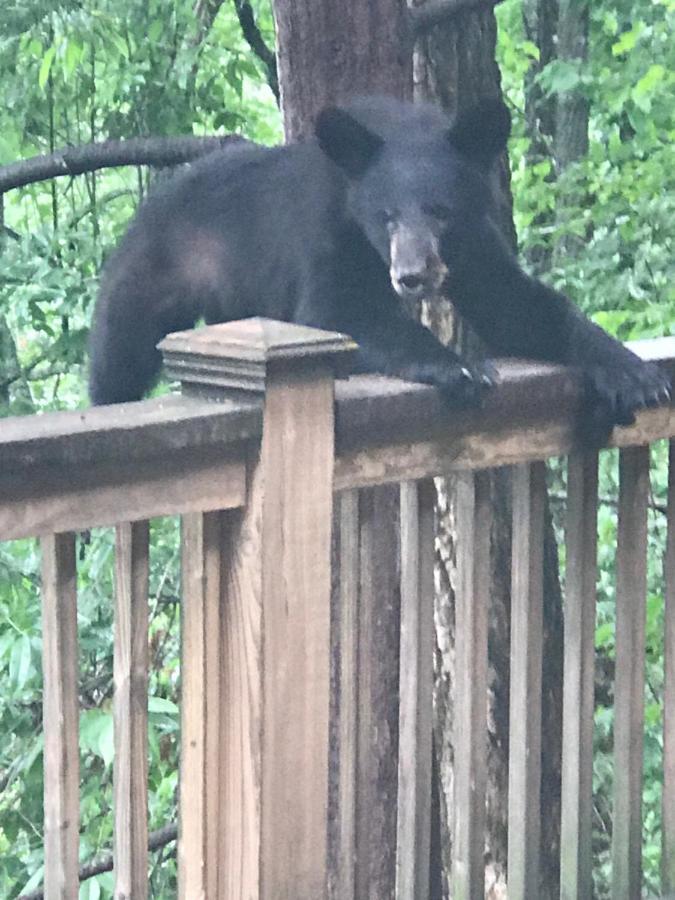 Lazy Bear Lodge Valle Crucis エクステリア 写真